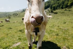 photo entreprise pau - reportage agriculteurs vache paysans - emilie massal photographe pau